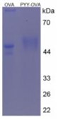 SDS-PAGE (PYY-2831H).jpg